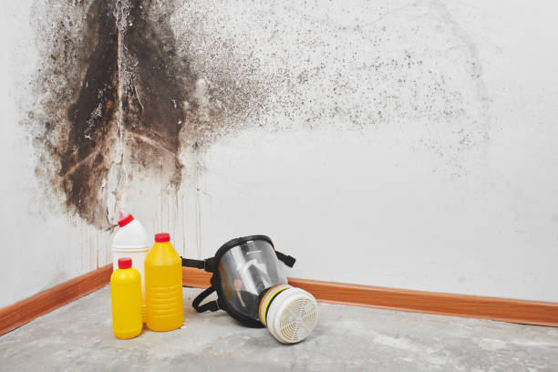 Best Basement Mold Remediation in Borrego Springs, CA
