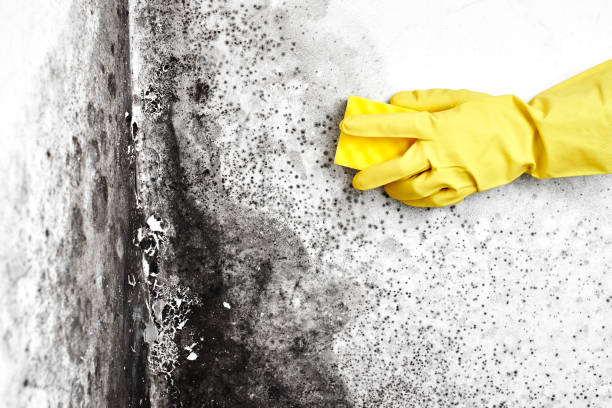 Best Localized Mold Remediation (e.g., coastal areas, humid climates) in Borrego Springs, CA