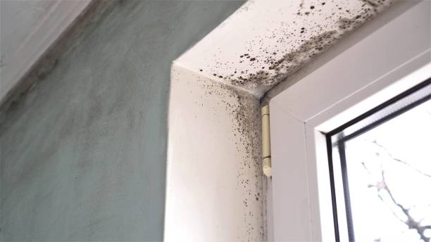 Best Black Mold Remediation in Borrego Springs, CA