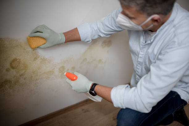 Best Commercial Mold Remediation in Borrego Springs, CA