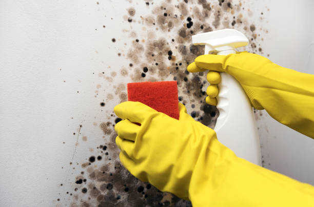 Best Mold Remediation for Specific Building Types in Borrego Springs, CA