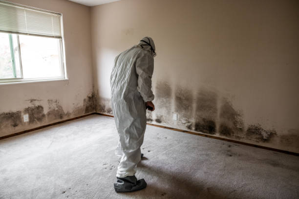 Trusted Borrego Springs, CA Mold Remediation Experts