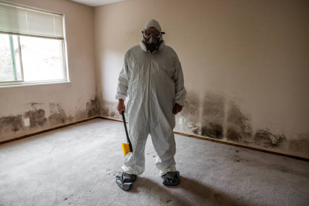Best Post-Flood Mold Remediation in Borrego Springs, CA