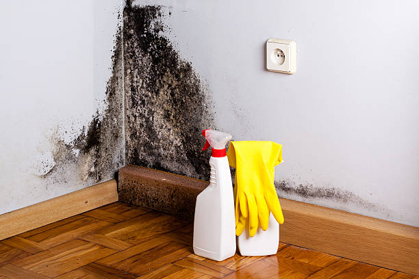 Best Attic Mold Remediation in Borrego Springs, CA