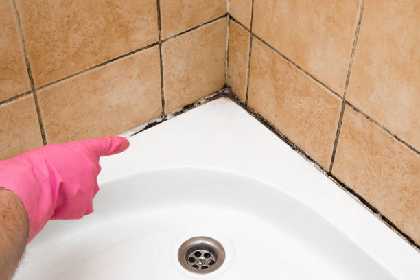 Best Emergency Mold Remediation in Borrego Springs, CA